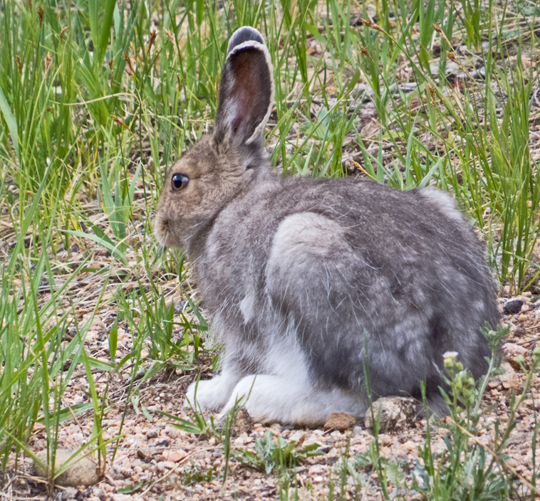 Snowshoe Hare 2.jpg